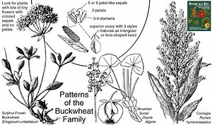 Polygonaceae - Alchetron, The Free Social Encyclopedia