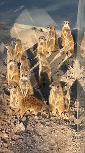 Schon die ersten Sonnenstrahlen werden morgens von den Erdmännchen im Zoo Karlsruhe ausgiebig genutzt und genossen!🌞 | Dr. Matthias Reinschmidt