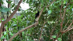 This Wednesday morning, take a moment to enjoy the calls of these two green woodhoopoes in the Matilda R. Wilson Free-Flight Aviary. #VirtualVitaminZ #DetroitZoo | Detroit Zoo
