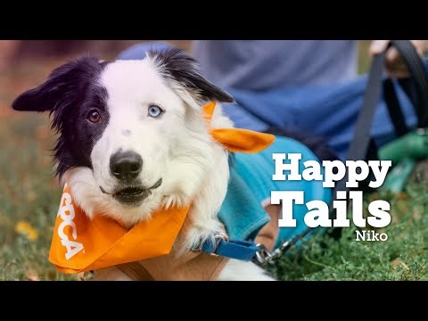 After Suffering Multiple Traumas from Cruelty, A Young Dog Basks in a Better Life