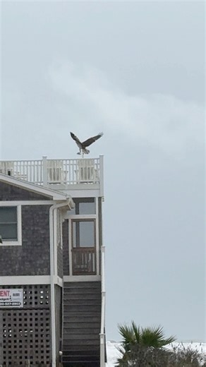As I got out of my truck and looked down Tower Circle, there was a bird in the water in the street. It takes off from the water, and I realize it’s an Osprey… then I realize he just pulled a fish from the street! | Brett Barley