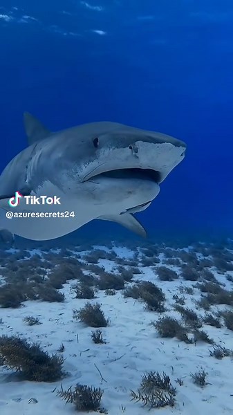 #oceano #viral_video #fyyyyyyyyyyyyyyyy #fyyyp #ocean #mar #fypシ゚viral🖤tiktok #fypシ゚ #vaiprafyyy #shark