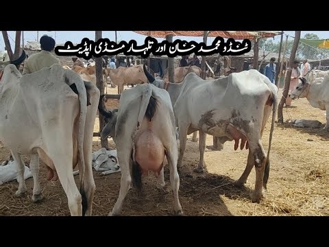 Tando Muhammad Khan Mandi Update | Talhar Mandi Update | Sindhi Cattle Market | 06/28/2026