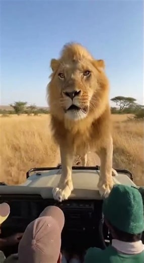 Lion Jumps on Car! Terrifying Safari Encounter 😱 #LionOnCar #animals #lionattack #wildlifeshorts
