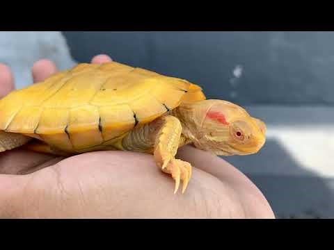 Albino Red-Eared Slider Care: Ultimate Guide!