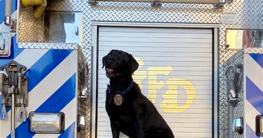 Gilbert Fire announces death of Arizona's first arson detection dog, Spring