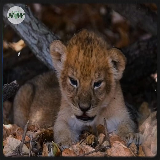 The Struggles of Survival: A Shocking Encounter in Ruaha National Park—[Full story in cᴑmments]👇 | Nature and Wildlife TV