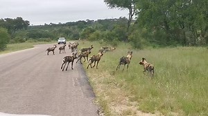 Watch as the African wild dogs hunt as pack #viral #video #nature #reelsfb #video #travel #AmaZing | African Bush Kingdom
