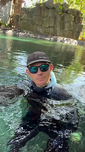 Training work with Casper! I have him trained where I can turn him in a circle as you can see in the video and then have him come over and stop and wait for me to give him his snack! Alligators are so much more intelligent than most people think, they’re really incredible animals that deserve our respect! You can come swim with me and Casper! If you want to come join you can book online now, go to www.crocodilechris.com Let me know if you want to go!! This is done safely at the Everglades Outpos