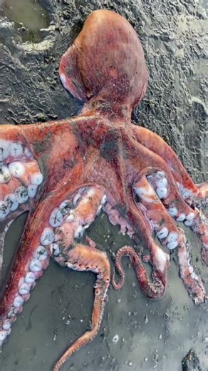 THE OCTOPUS- AN UNIQUE CREATURE UNDER THE WATER