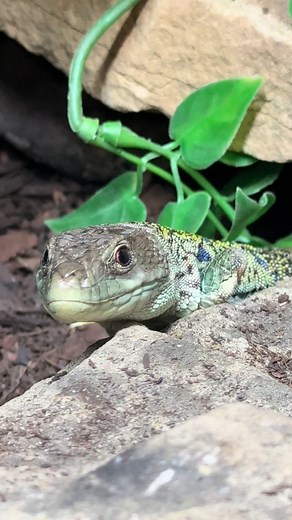 Nubs is so cute #guilesreptiles #fyp #foryoupagе #foryou #reptilekeeper #reptilesoftiktok #reptilelover #minizoo #cute #lizardsoftiktok #lizard #cutelizard #petsoftiktok #europeaneyedlizard #eyedlizard #ocellatedlizard #jeweledlacerta