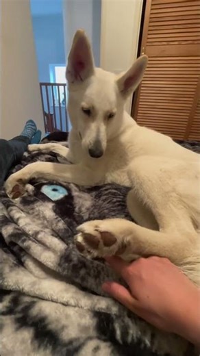 "The Ultimate Dog Bloopers Compilation! 🎬 #DogBloopers #FunnyPets"