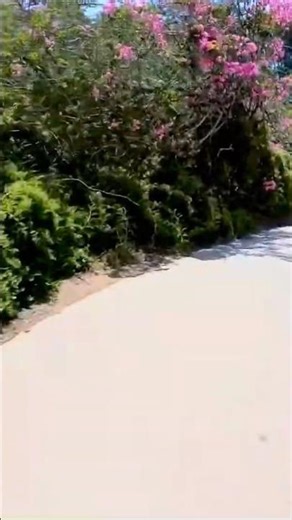 Peaceful Path Through Nature 🌿🌸