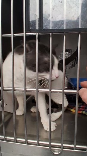 Adorable Burmese Cat 🐱💞 Waiting for a Forever Home 🏠😭