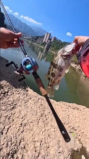 Best cod fish hunting technique with easiest fishing trick!! part 3