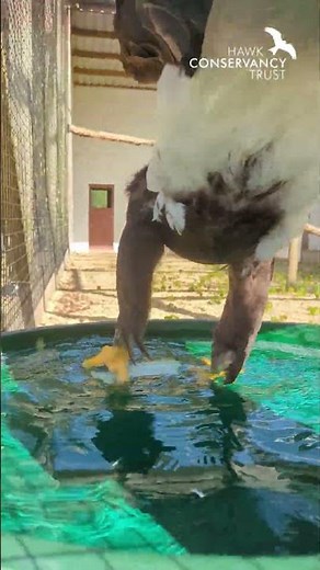 We're staying cool here at the Hawk Conservancy Trust