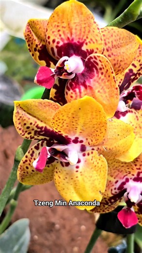 Phalaenopsis Tzeng Min Anaconda 💖 Fragrant orchid 💖 #phalaenopsis #fblifestyle #anggrekbulan #gardening #fblifestyle #hobby #pencintaanggrek #orchidlovers #beautifulflower #kolektoranggrek #Fragrant_orchid | Banua Melo Gardens