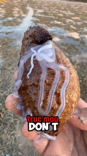 DON'T TOUCH IT 🤯 #animals #nature #animals #ocean #wildlife #shorts #sea