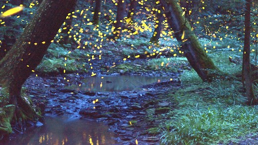 A summer without lightning bugs? What new research says about Pa.'s beloved state insect