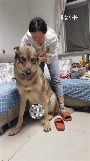 #萌猫萌狗狂欢季 塞班的定位项圈是因为今年一月份塞班把大门打开自己出去了，所以才给塞班带了定位项圈，现在每天戴也是为了以防万一，我们能第一时间找到它的位置