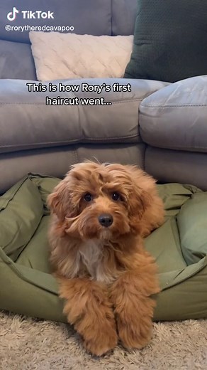 Rory's First Haircut Experience | Cute Cavapoo Puppy Grooming