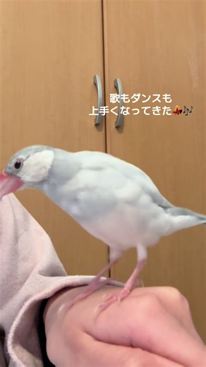 #文鳥 #文鳥のいる生活 #小鳥 #求愛ダンス
