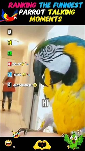 Ranking the FUNNIEST Parrots Talking Moments #ranking #parrot #shorts #funny
