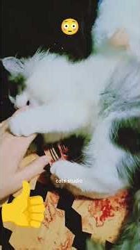 cat plying #explorepage #youtubeshorts #kittin #short#shortfeed...