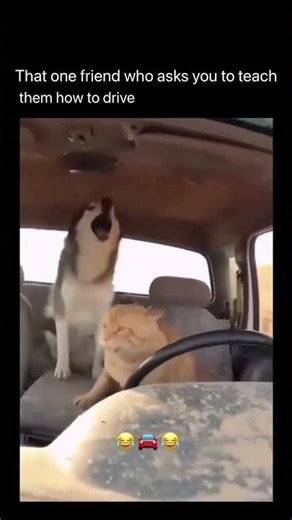 When your friend swears he has got the license X @CatKnowsNth