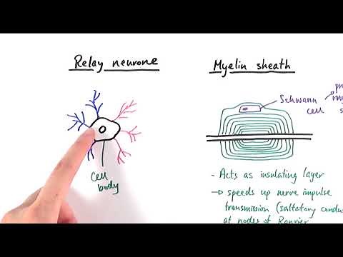 A2 Biology - Neurones (OCR A Chapter 13.2)