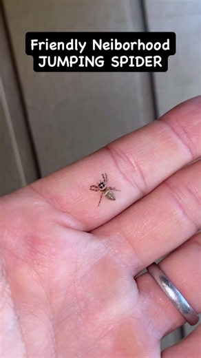 Jumping spider friend