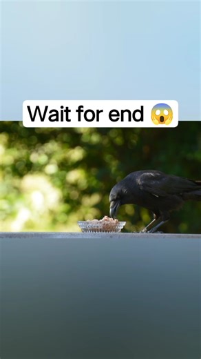 cunning of the crow 🐦 | #shorts #viral #ytshorts #facts 😱😯🙏
