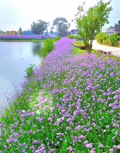 254K views · 4.6K reactions | Requested by: @Benjamin Angcon INIIBIG KITA (Song Lyrics) By: Roel Cortes Edited by: Jo #nocopyrightinfringementintendedmusicbelongstotherightfulowner #MusicIsLife #OPM | Jo Tata Roloos | Facebook