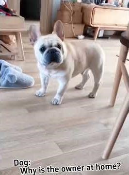 she’s a literal goddess... ✨ #LISA #BLACKPINK