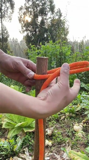 Master Pig's Hoof Knots in Seconds