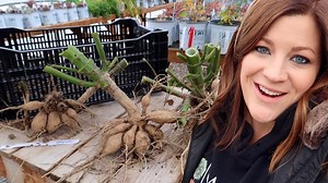 542K views · 8.4K reactions | How I’m Digging & Storing Our Dahlias!...