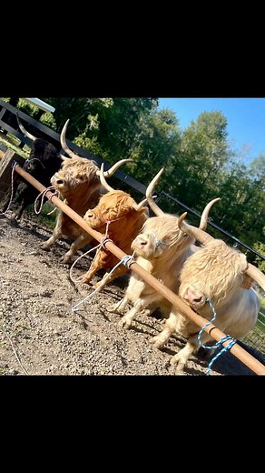 Rocking L Miniature Cattle on Instagram: "Micro Miniature Highland Cattle Ranch Buckley, WA - Ball Ground, GA New Frontier Sales Series III June 23rd, 2024 Microminicattlesales.com - Registering Is Open - - Links In Bio - - Lots Are Posted And Live At microminicattlesales.com Together, we are living in a changing world where an empowerment movement is happening right now! Sustainability and independence becomes safe and successful with our Micro Highland Cattle From us at Rocking L Ranch and Mic