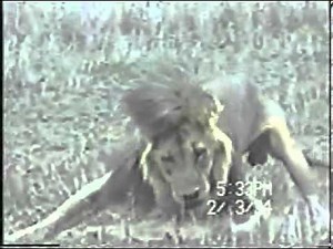 Lion with canine distemper has seizure