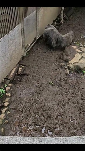 Giant Anteater Feeding Time | Fascinating Nature Video