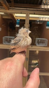 Twite at 12 days old! 😍 Twite are part of a conservation breeding program here at OC Aviary, in collaboration with the Keep It Wild Trust. Hopefully we will see more of these beautiful birds bred this summer for future reintroductions 🤞🪺 | OC Aviary