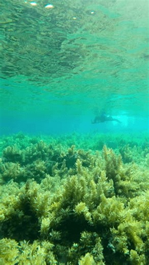 clip-3998634793-woman-wetsuit-swim-on-surface-water-filming