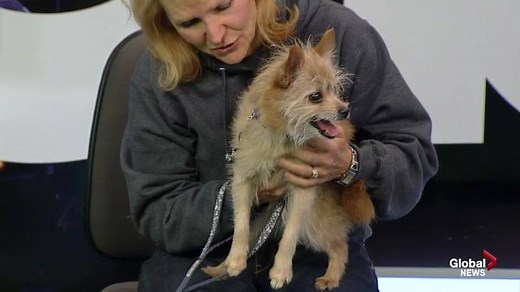 In this week's Adopt a Pet segment with the Edmonton Humane Society, Dr. Ted Purcell introduces us to D'Oswald the terrier cross and Jessy the domestic short hair and discusses the several cat adoption programs offered at the Humane Society. | Global Edmonton