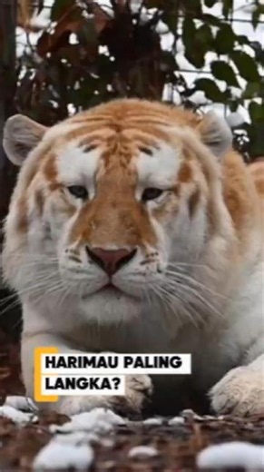 Harimau Ini Ternyata Berwarna Emas!
