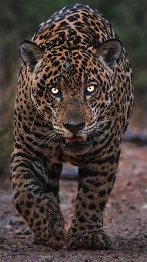 जगुआर के दांत इतने खतरनाक 😱 कछुए की खाल भी तोड़ दे! | Jaguar Powerful Bite Facts Hindi
