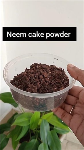 How to use neem cake powder for plants 🌱 Neem powder fertilizer #shorts #ytshorts