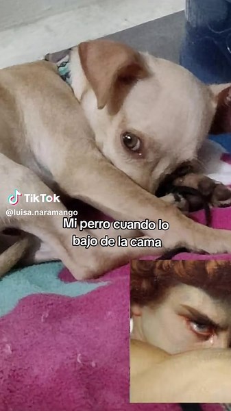 La traición de mi perro al bajar de la cama