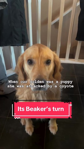 Heartwarming Moments with Bear Dogs - A Compilation