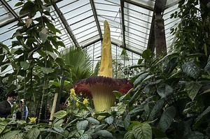 It’s Corpse Flower Season Again—Here's Where to Go to See the Rare Plant's Bloom