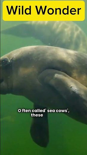 Manatee (Trichechus spp.) – Gentle Giant of the Waterways