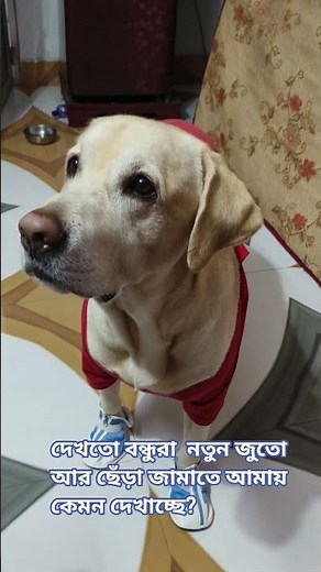 My Sweet Coco with His New Shoes #shortvideo ❤️❤️❤️